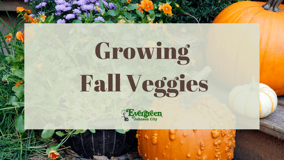 Growing Fall Veggies