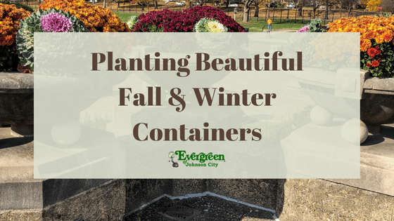 Planting Beautiful Fall & Winter Containers