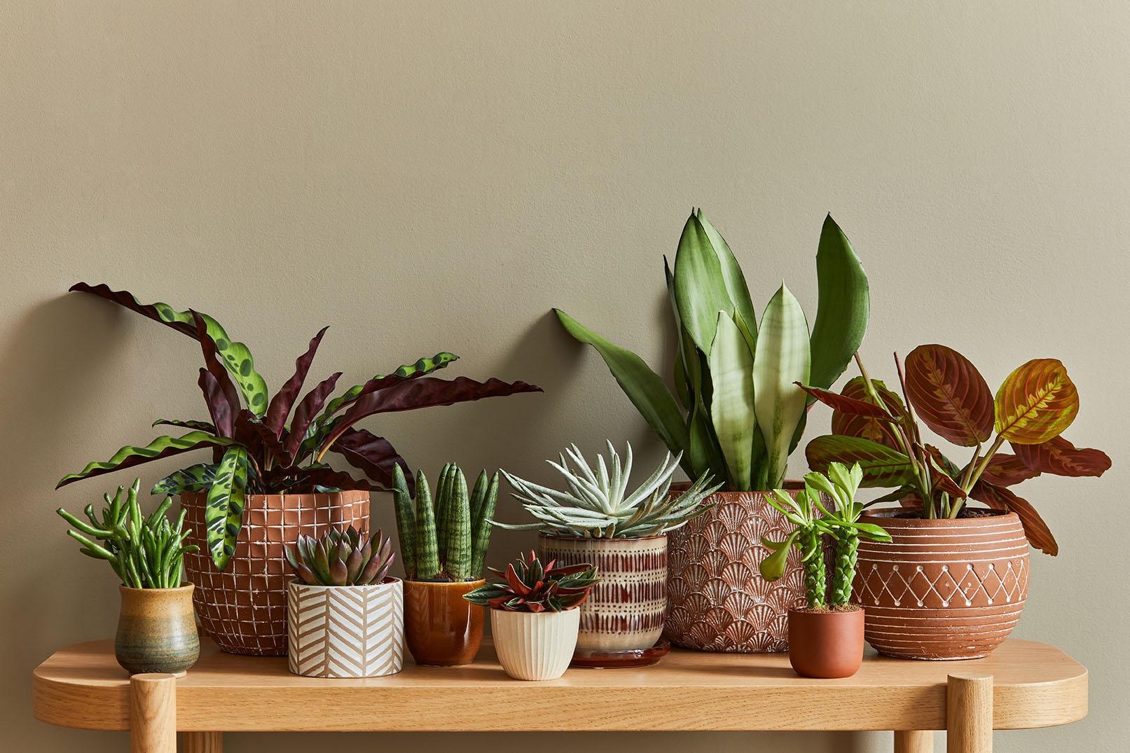 Variety of potted indoor plants on wooden shelf