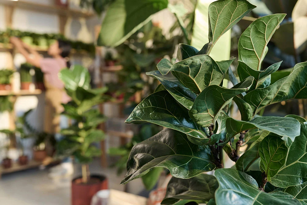 Fiddle Leaf Fig