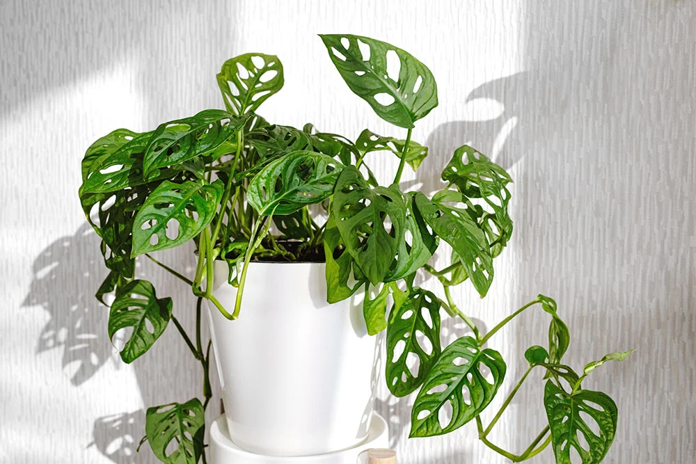 Swiss Cheese Plant