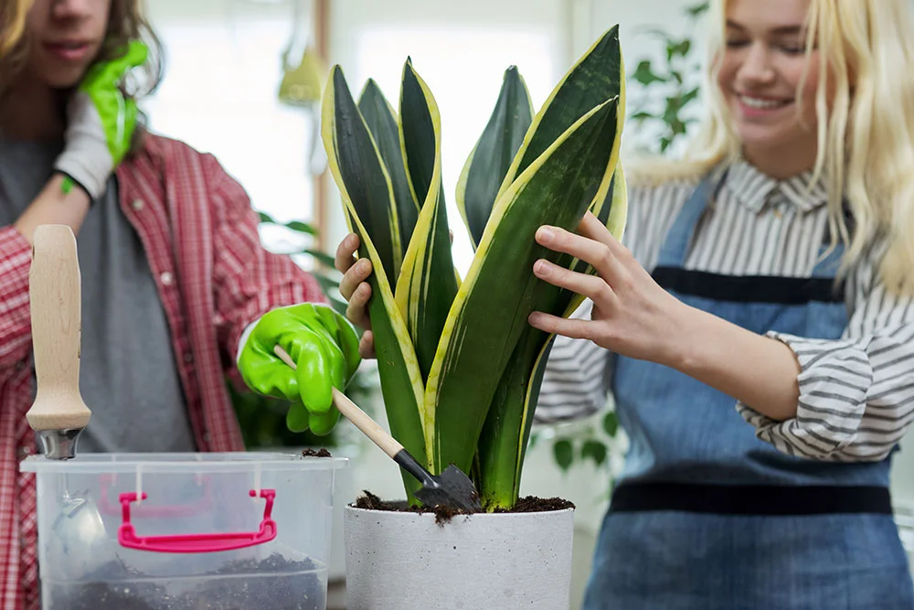 Snake Plant