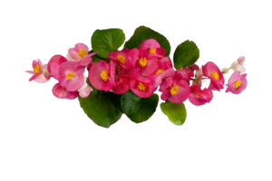 Tea Rose Begonia