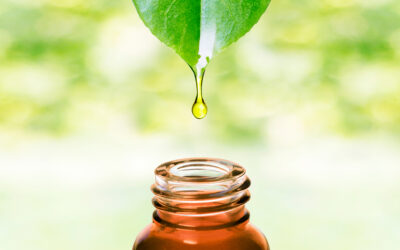 10 Perfect Houseplants & Herbs for Cooking & Aromatherapy