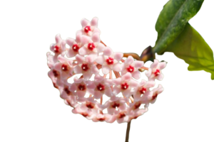 Hoya