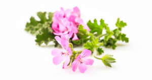 Sweet Scented Geranium