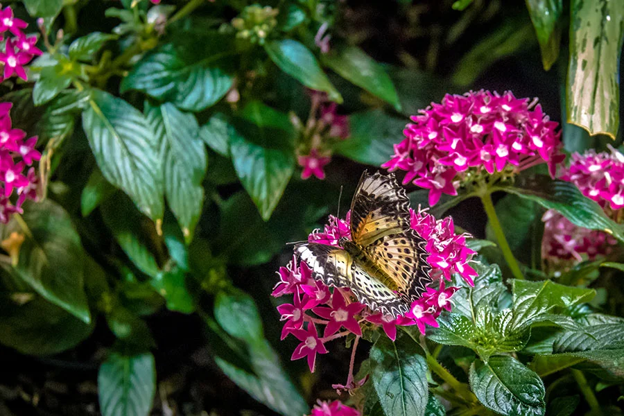 The Benefits of Plants for Pollinators