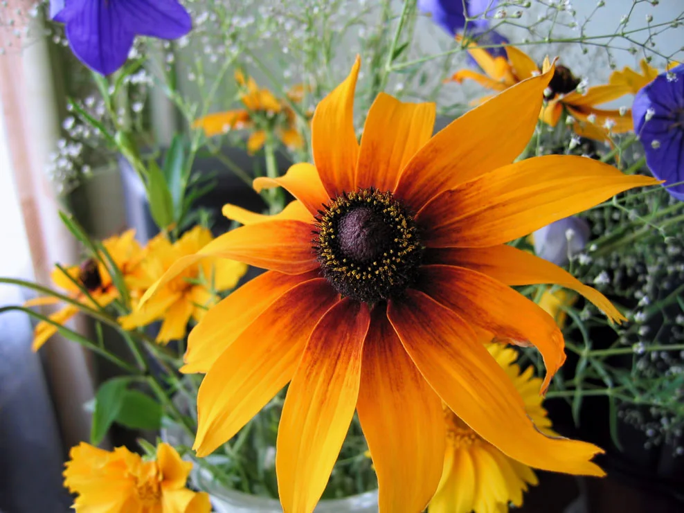 Black-Eyed Susan (Rudbeckia) Black-Eyed Susan (Rudbeckia)