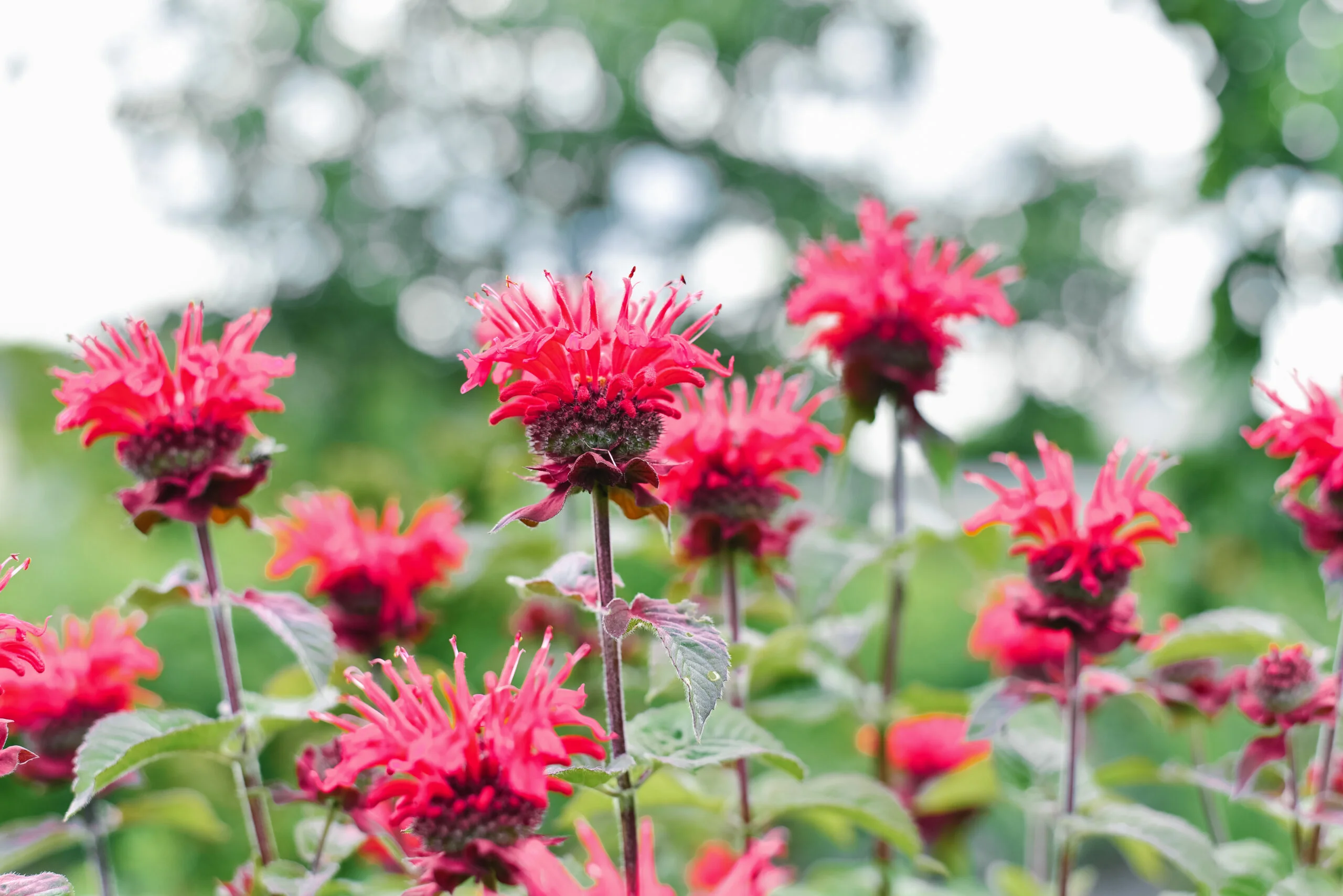Carmine red Monarda flowers Be Happy in the garden Carmine red Monarda flowers Be Happy in the garden
