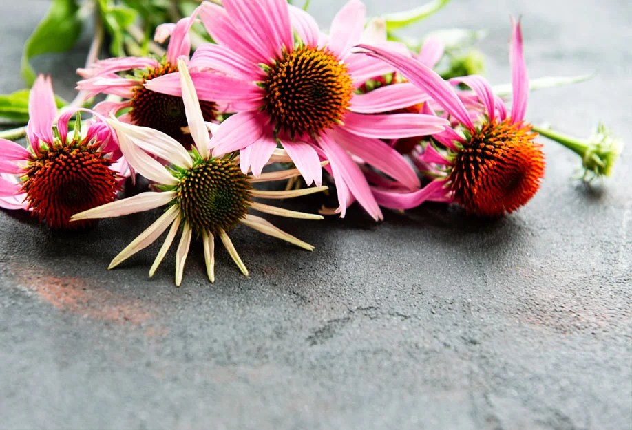 elder1 Echinacea (Coneflower)