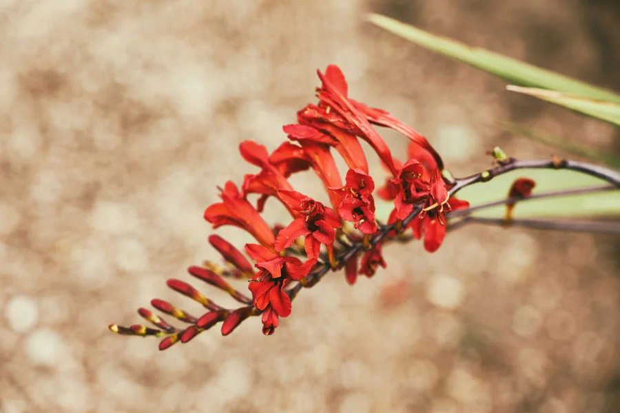 luc Lucifer crocosmia