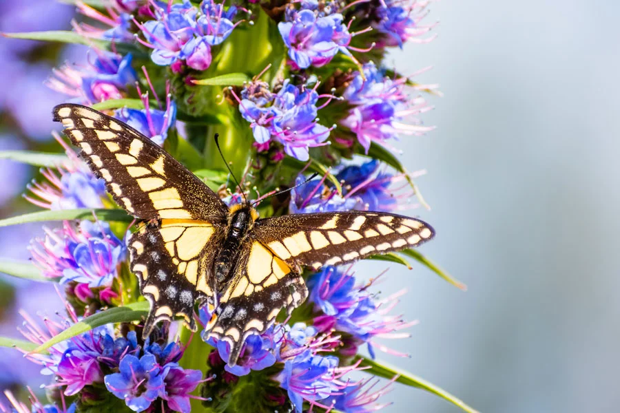 Pollinator Plants