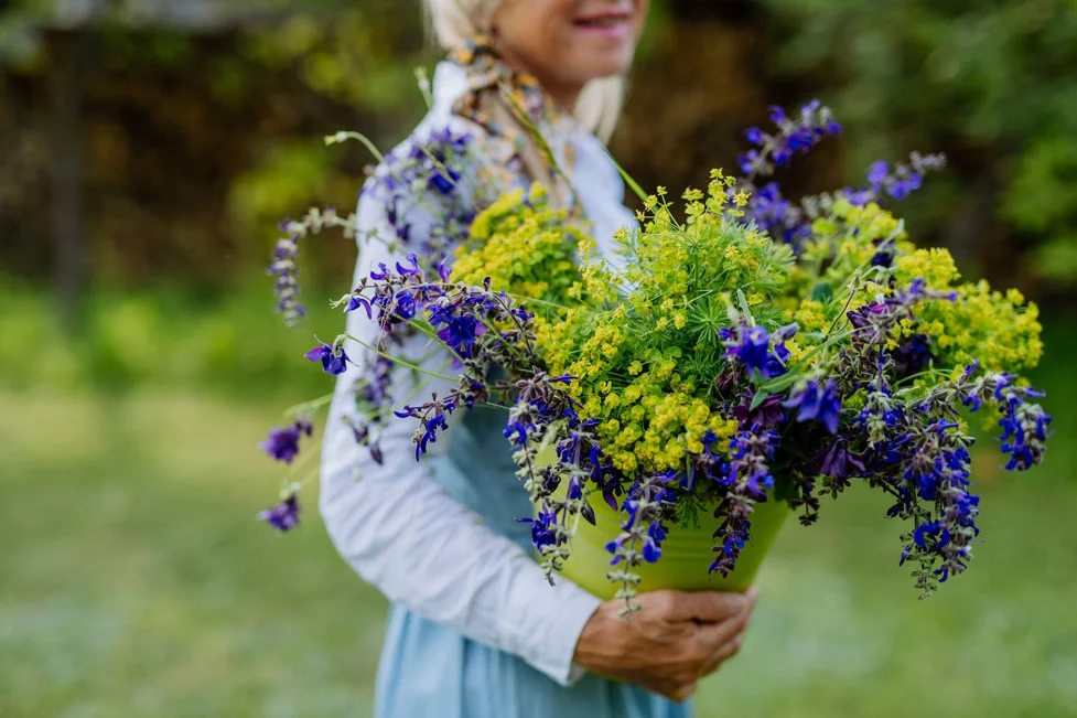 Pollinator Plants