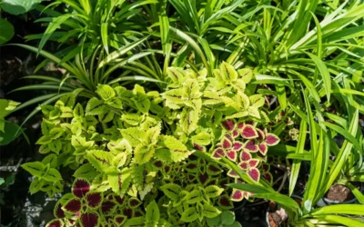 Annual vs. Perennial Plants: Which is Best for Your Garden?