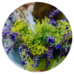 Combining Perennials and Annuals for the Best of Both Worlds