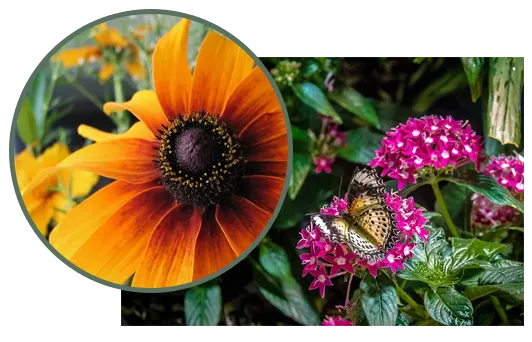 Advantages of Annual Plants