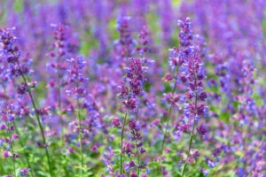 Catmint (Nepeta)