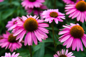 Coneflower (Echinacea)