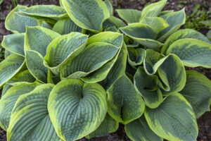 Hosta