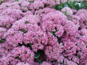 Autumn Joy Sedum (Sedum spectabile)