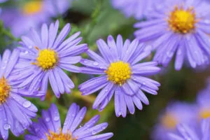 Aster