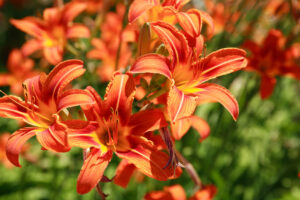 Daylily (Hemerocallis)