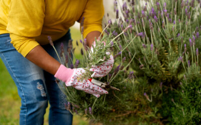Top 10 Perennial Plants for a Low-Maintenance Garden