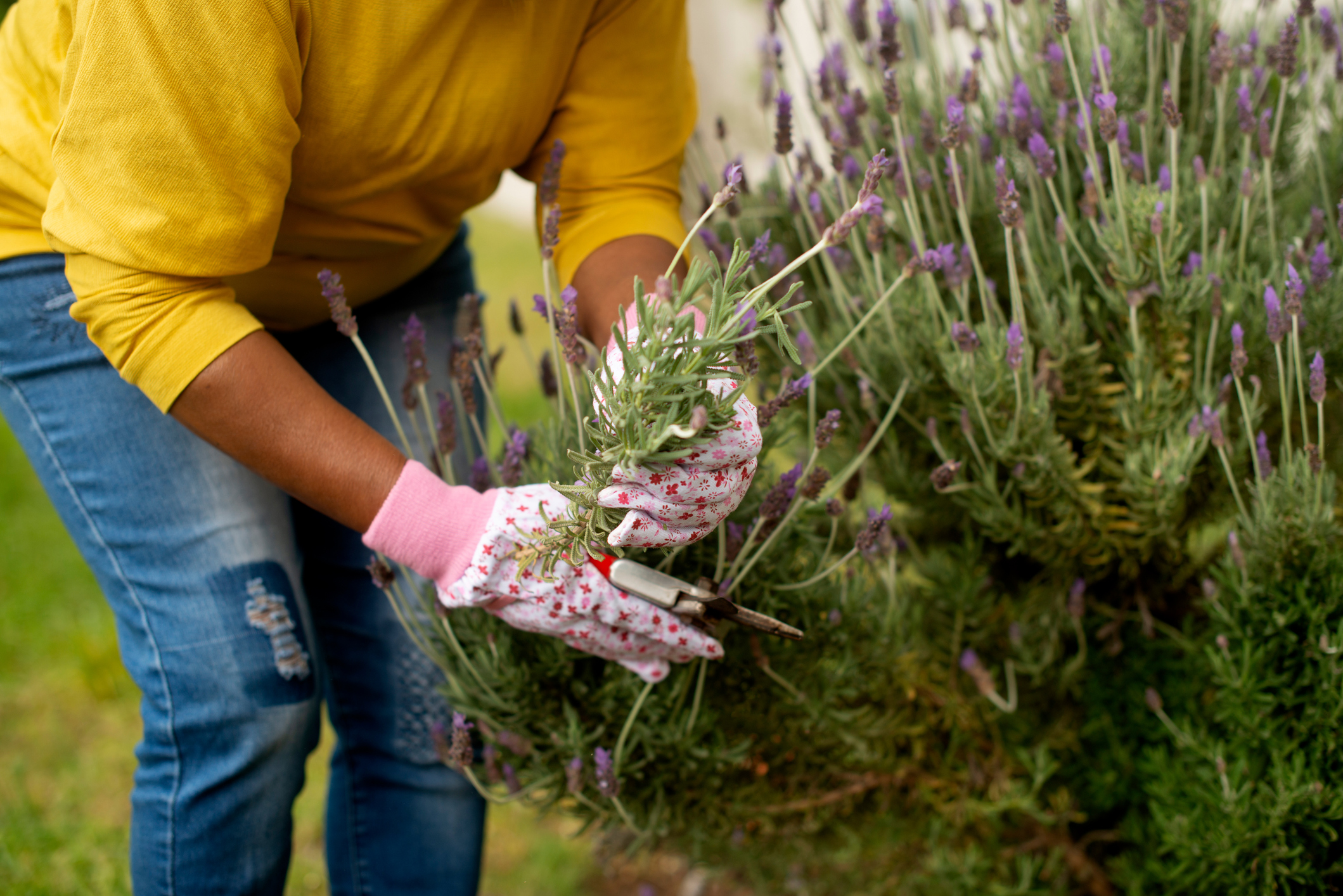 Person, hand and lavender plant for gardening with gloves, prune or sustainability for growth and blossom. Horticulture, gardener and spring with garden scissor in backyard of home for retirement Top 10 Perennial Plants for a Low-Maintenance Garden