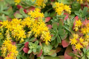 Sedum (Stonecrop)