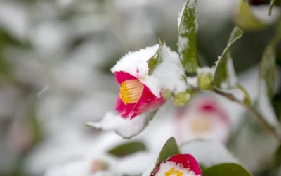 8 Early Blooming Pollinator Plants Perfect for Late Winter