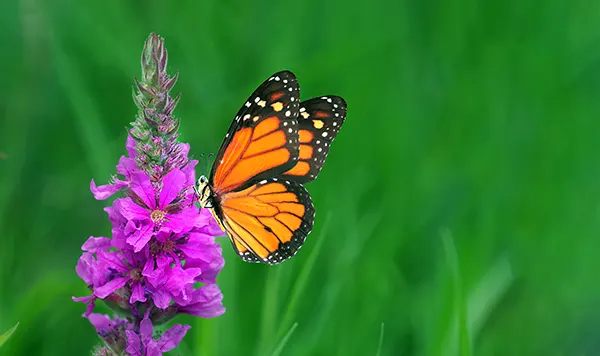 Pollinator Plants You’ll Find at Your Local Garden Center
