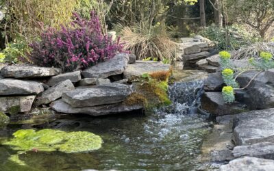 Waking Up Your Water Garden
