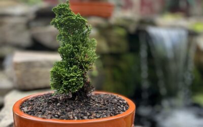 Bonsai Planter Workshop