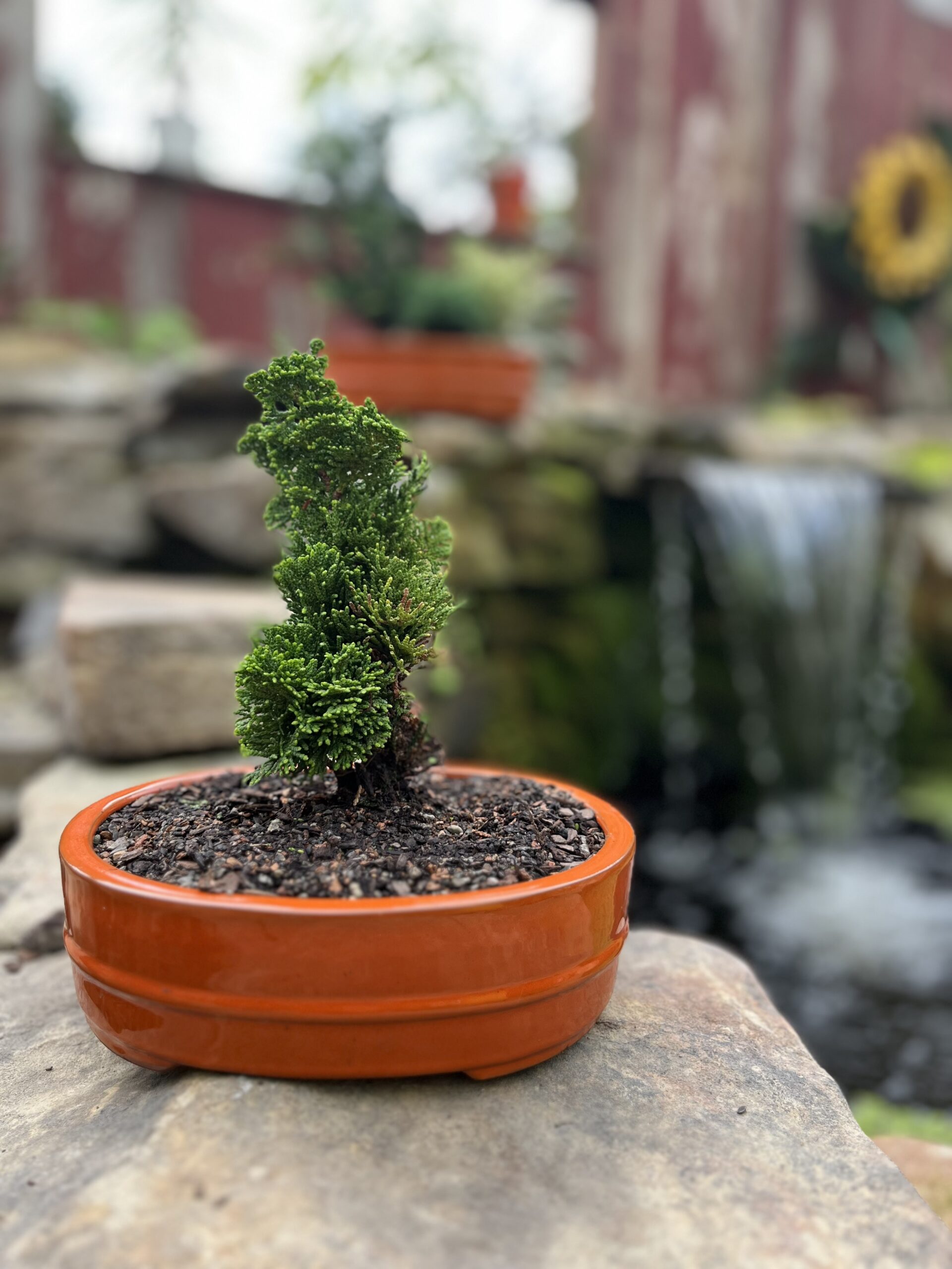 Bonsai Planter Small