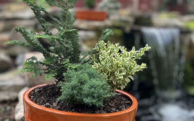 Bonsai Planter Workshop