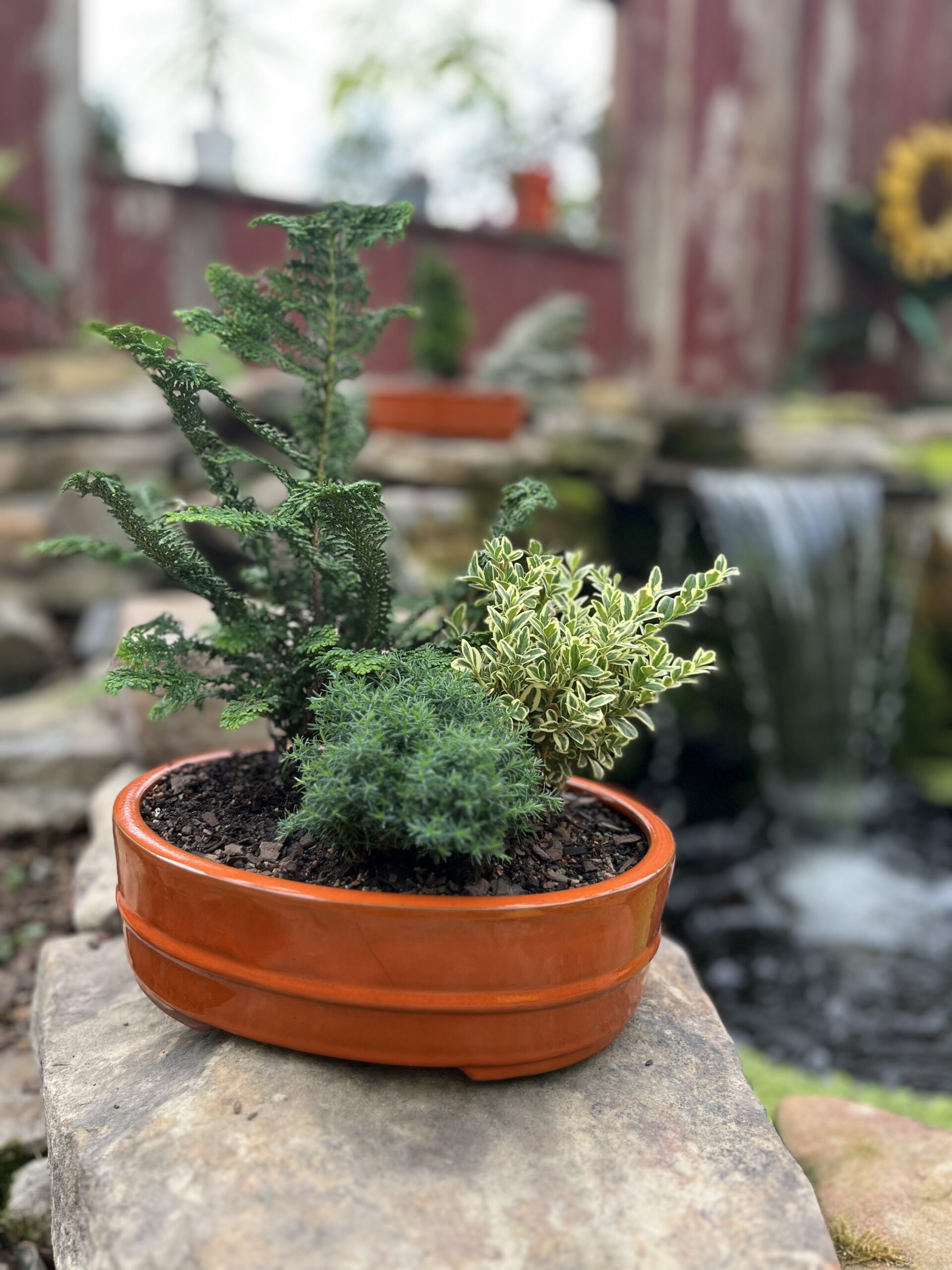 bonsai planter