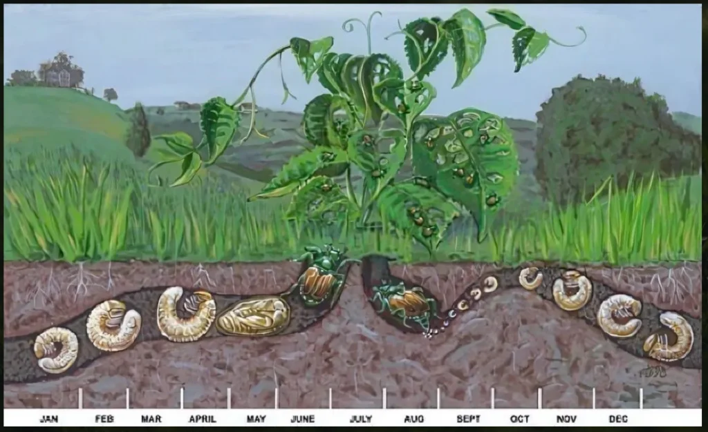 Japanese Beetle Cycle
