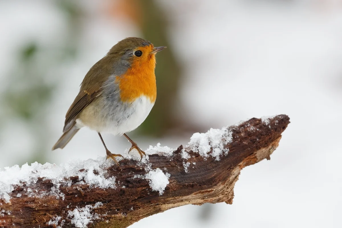 Gardening with Wildlife in Mind