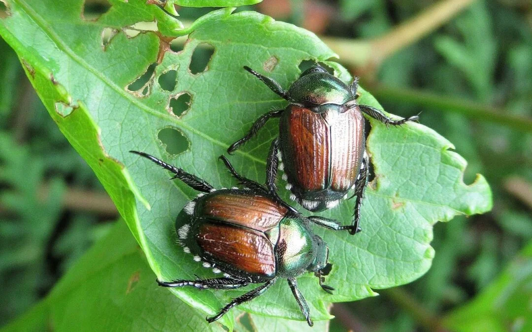 Japanese Beetle Grub Control 