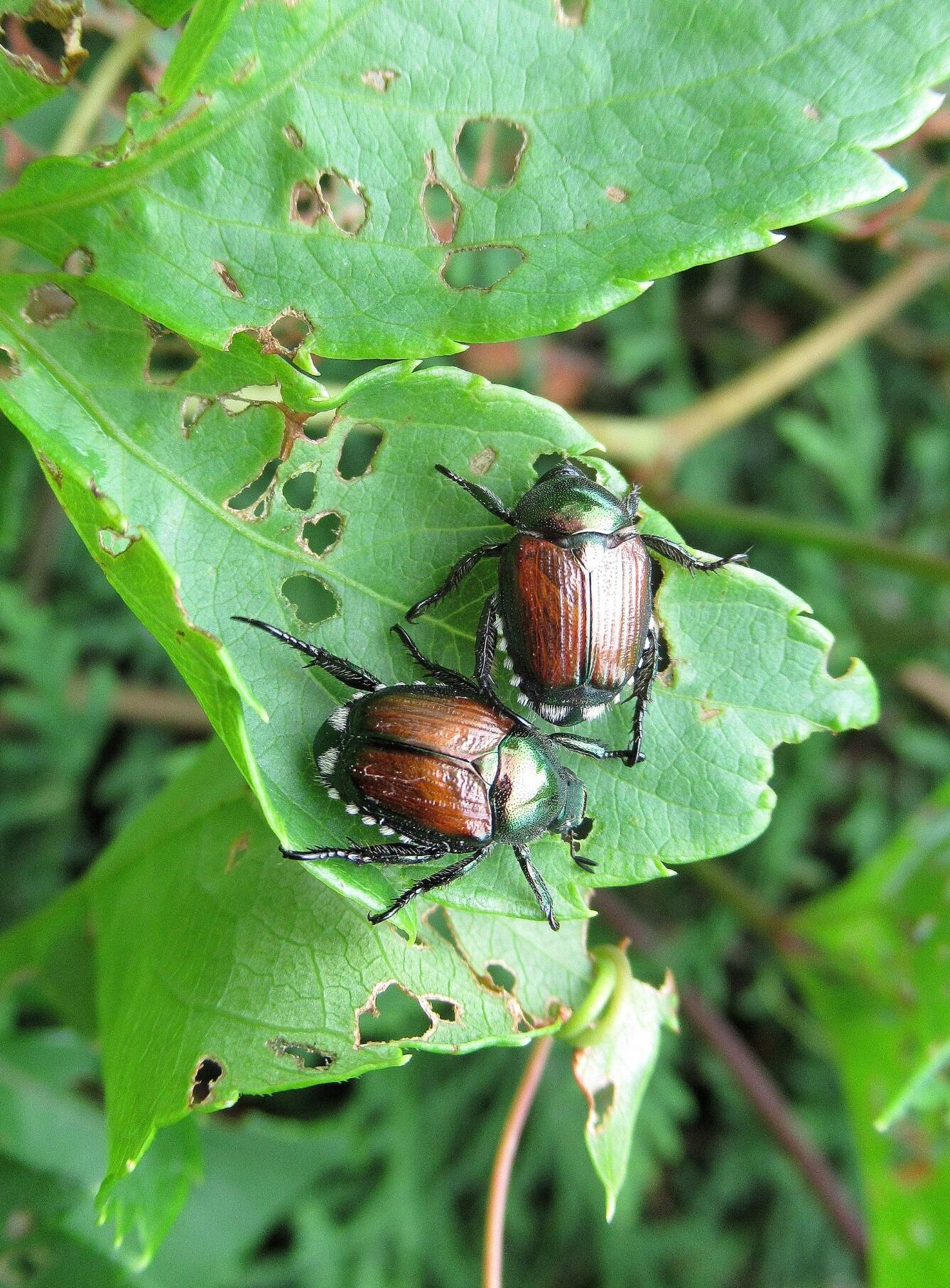 Japanese Beetles Japanese Beetles