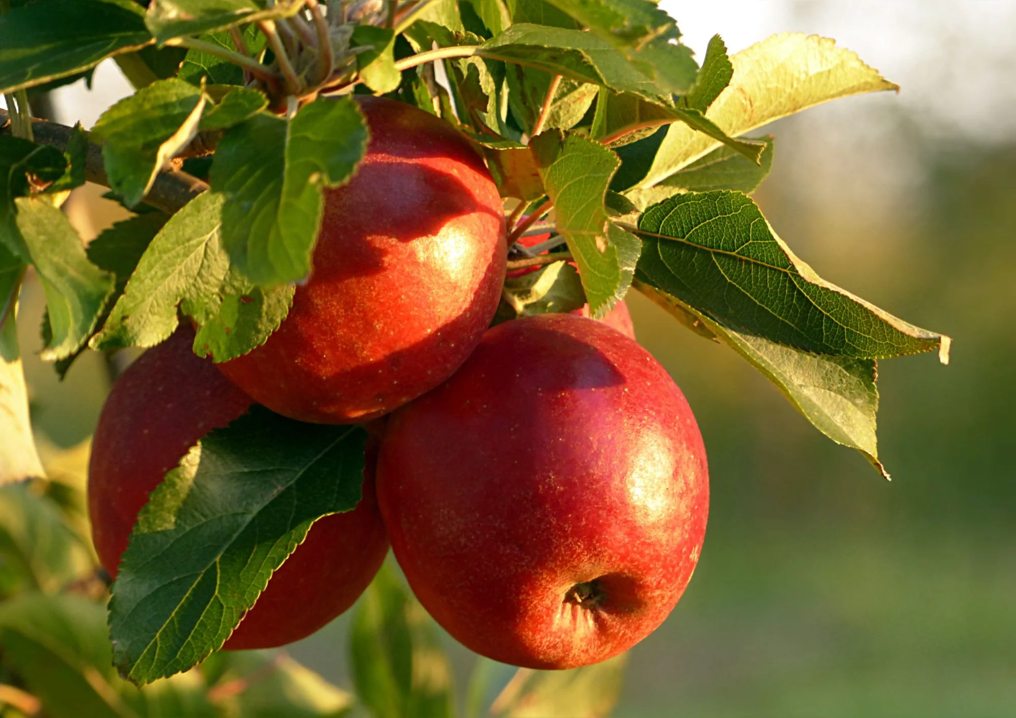 growing fruit trees