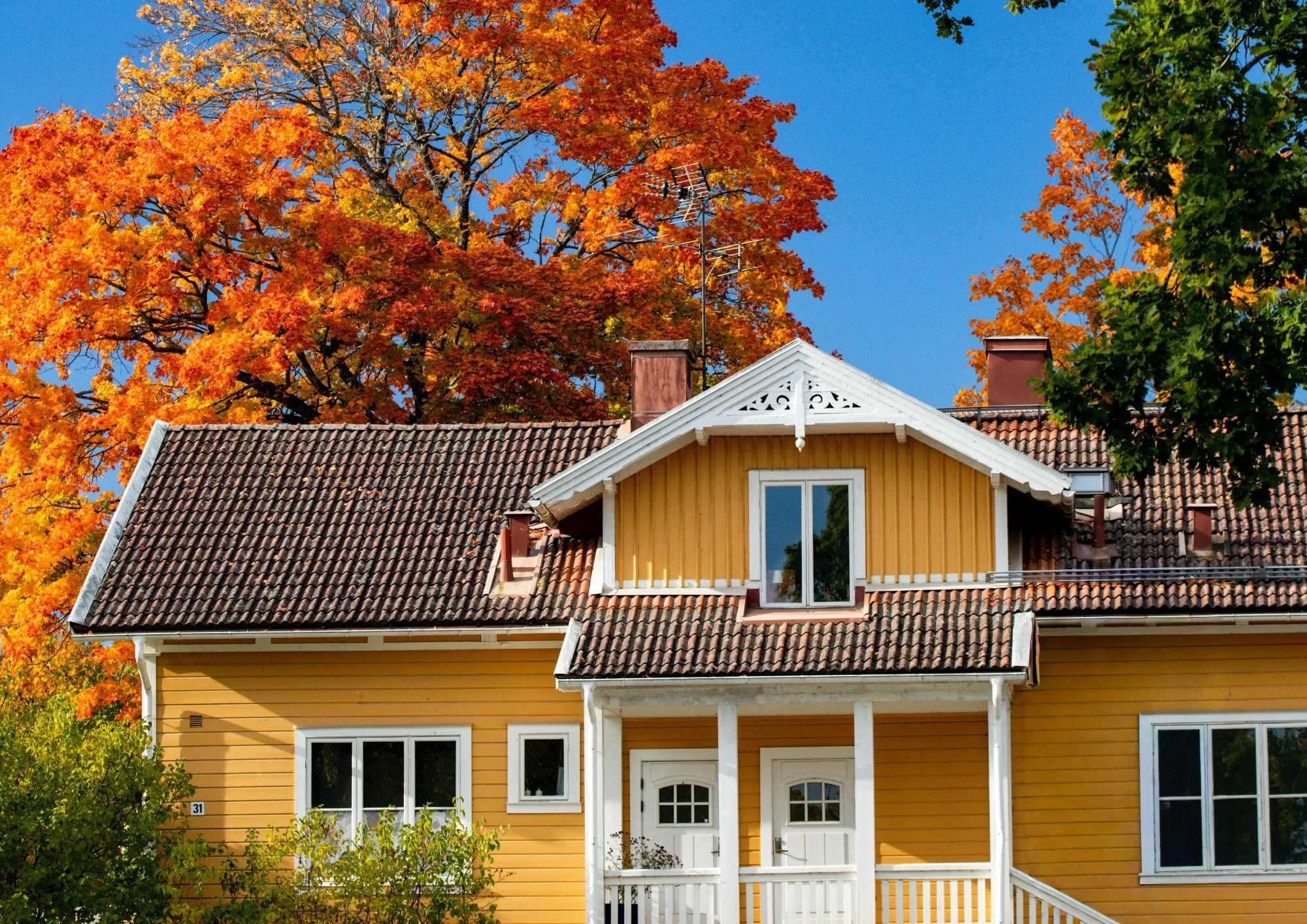 Achieving Fall Color with Trees & Shrubs