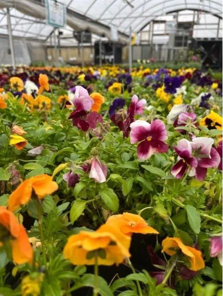 cool season pansies pansies