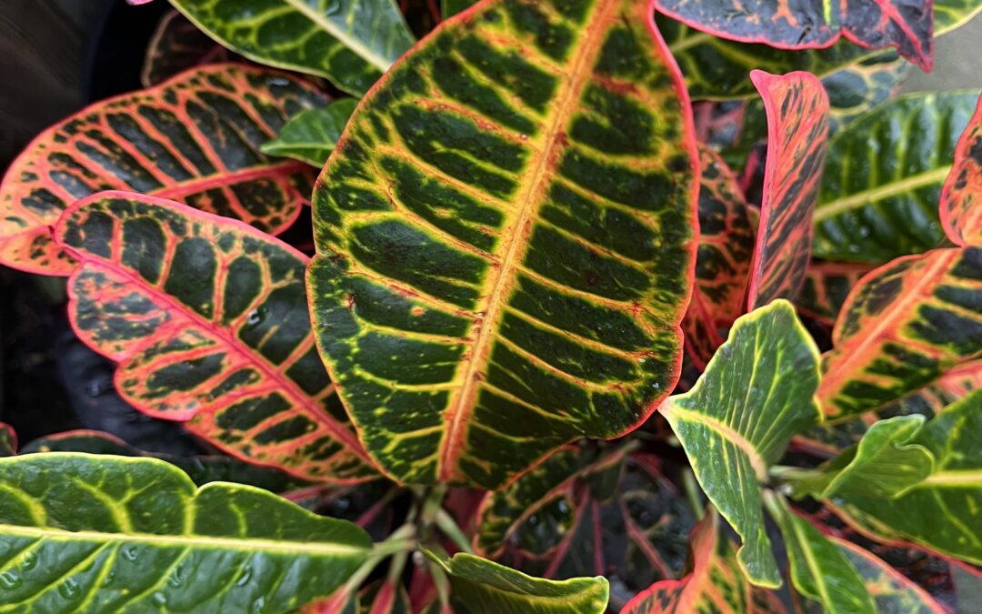 Prepping Houseplants for Winter