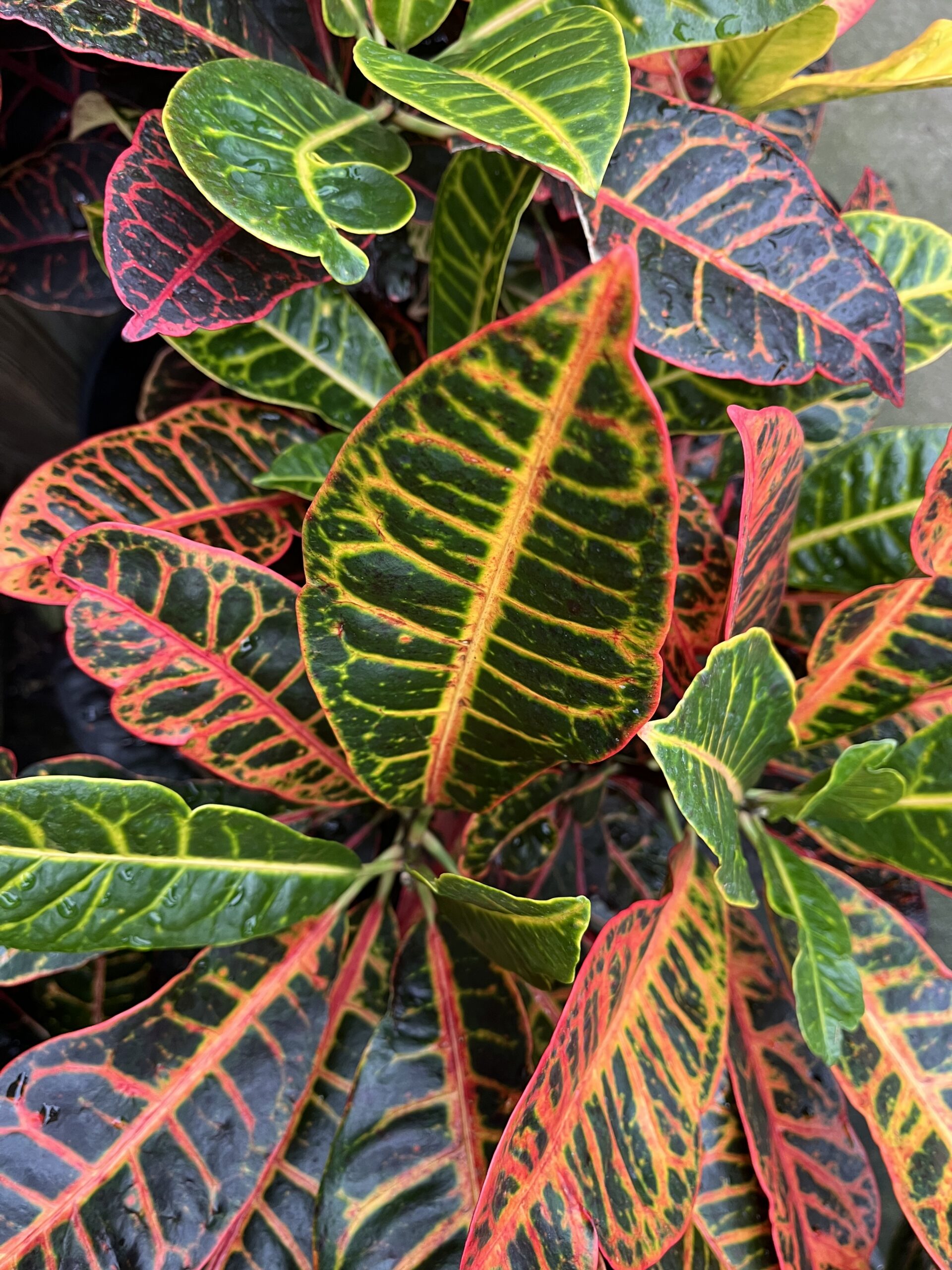 croton houseplant