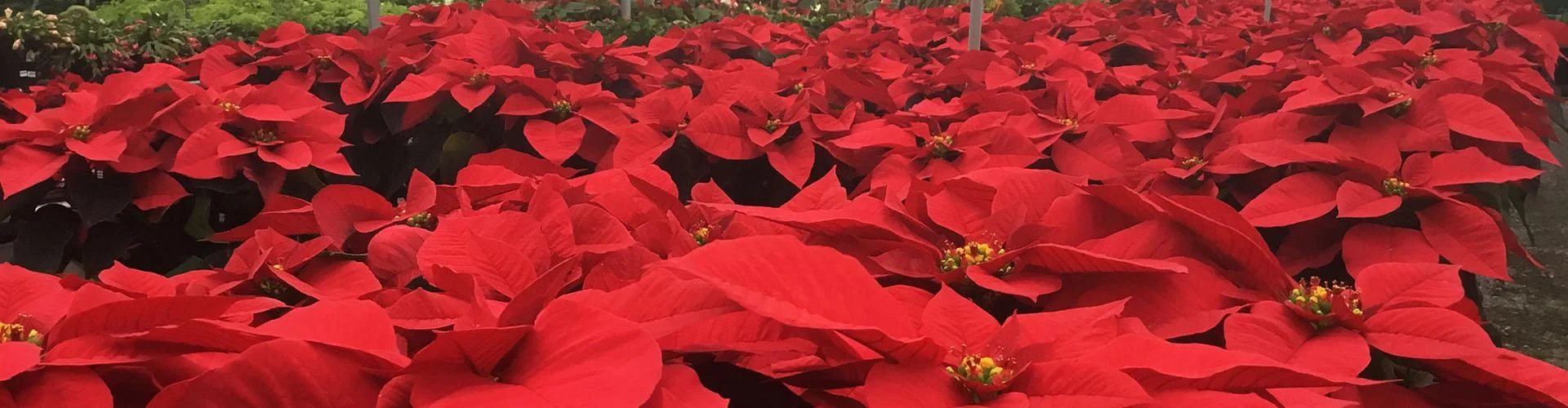 slider-poinsettia