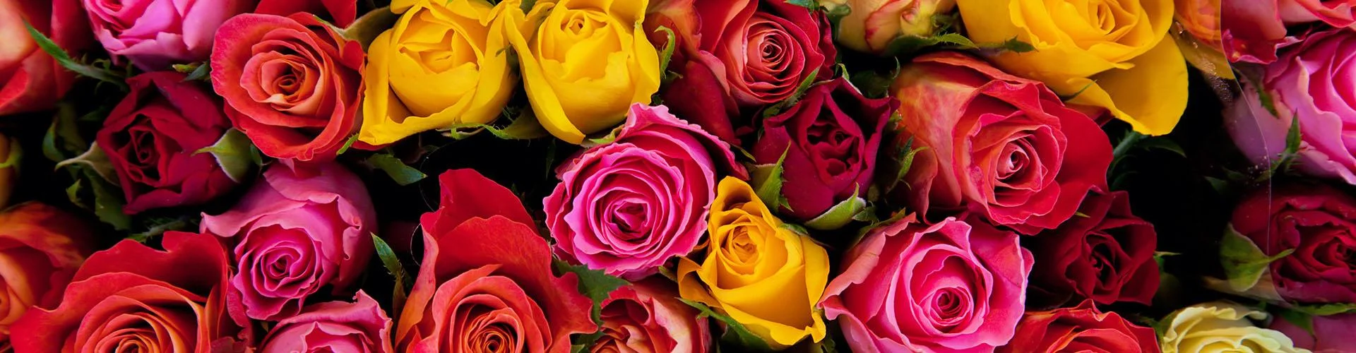 slider-roses